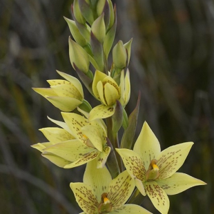 Thelymitra villosa